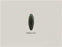 藏品(吉丁蟲)的圖片